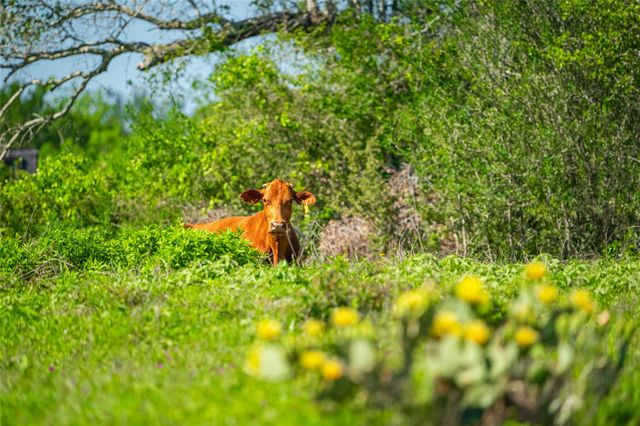 0 Sparta Field Road, Waelder, TX 78959
