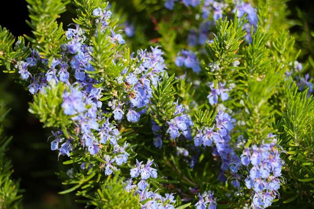 44755 Savage Road, Coarsegold, CA 93614