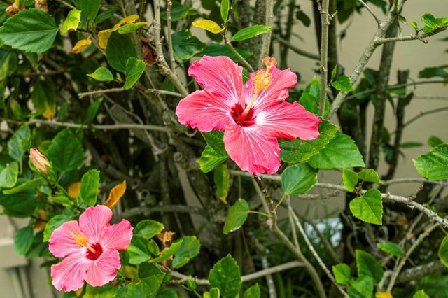 6211 IROQUOIS COURT, Odessa, FL 33556