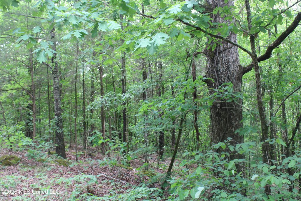 590 Richmond Road, Byhalia, MS 38611 — photo 3