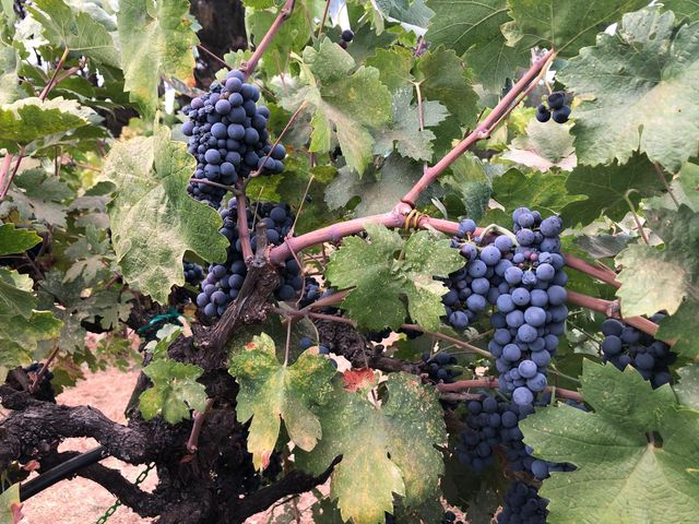 13885 Wilma Ct, Fiddletown, CA 95629