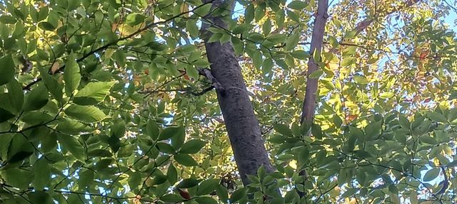 Pine Creek Dr., Burton, MI 48519