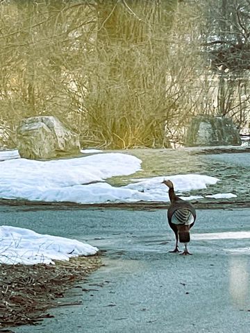 W8347 Thompson Road, Poynette, WI 53955