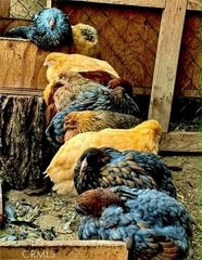 18090 Iris Avenue, Riverside, CA 92508