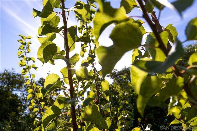 1109 Via La Cuesta, Escondido, CA 92029