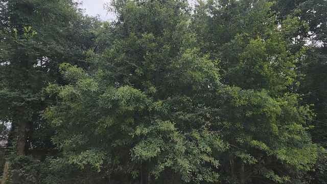 Lot 5 B55 Tawnyberry Lane, Plantersville, TX 77363