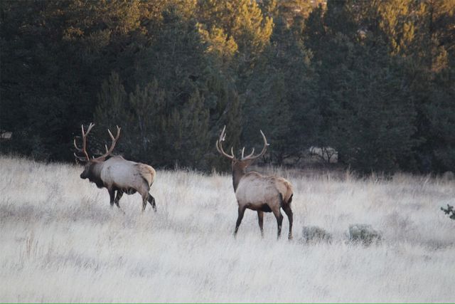 2885 State Highway 96, Coyote, NM 87012