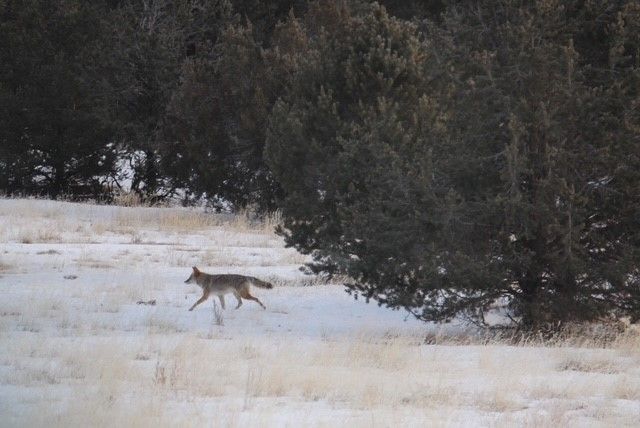 2885 State Highway 96, Coyote, NM 87012