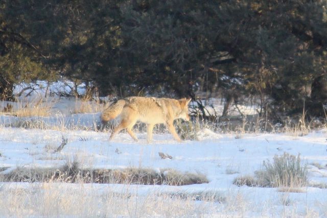 2885 State Highway 96, Coyote, NM 87012