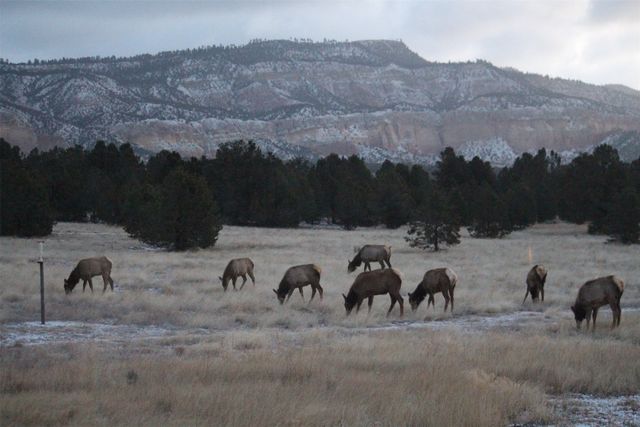 2885 State Highway 96, Coyote, NM 87012