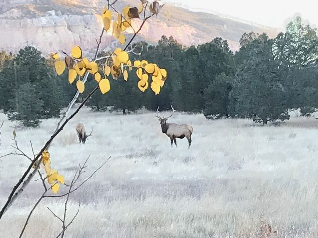 2885 State Highway 96, Coyote, NM 87012