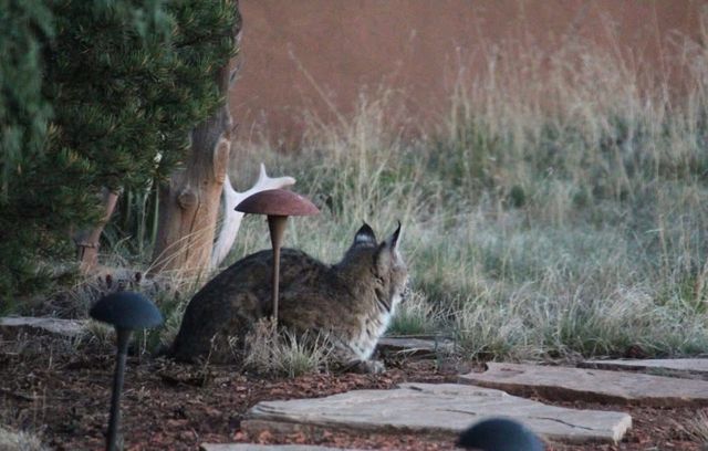 2885 State Highway 96, Coyote, NM 87012