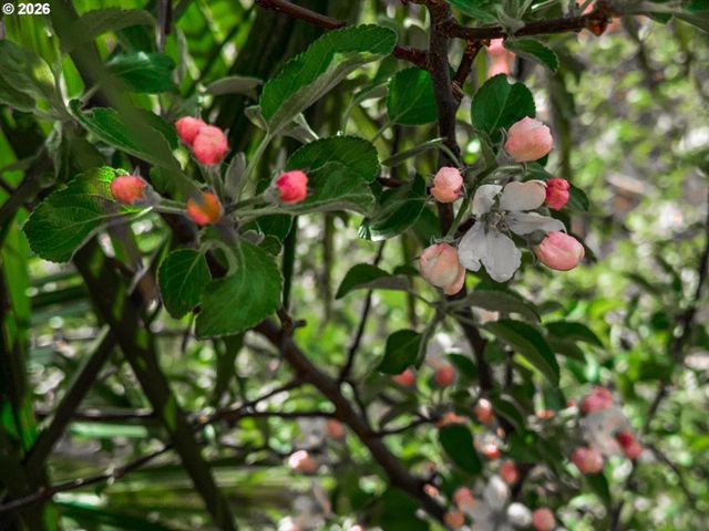 17200 LITTLEPAGE Ave, Sandy, OR 97055