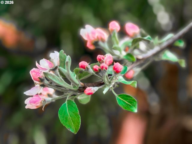 17200 LITTLEPAGE Ave, Sandy, OR 97055