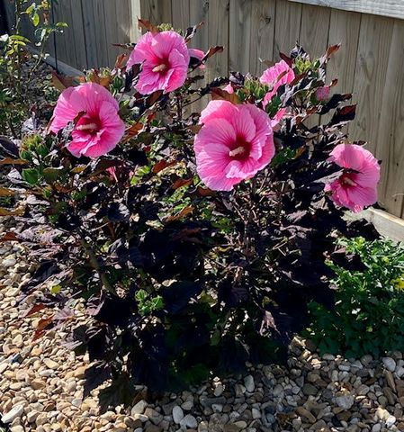 2820 Gorman Street, Pea Ridge, AR 72751