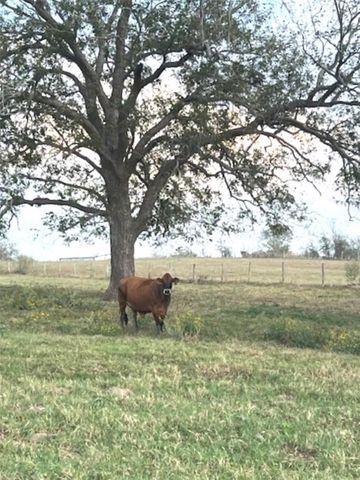 28 Acres Shaws Bend Road, Columbus, TX 78934