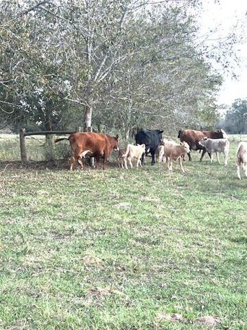 28 Acres Shaws Bend Road, Columbus, TX 78934