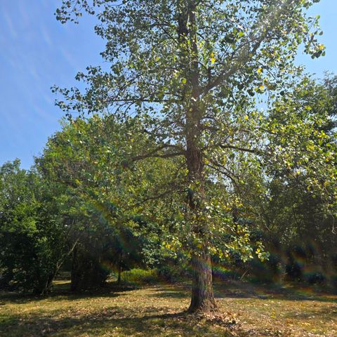 6348 Lawrence 1207, Ash Grove, MO 65604