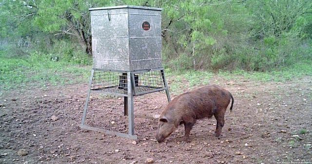 1066 RANCH RD HIGHWAY 187, Sabinal, TX 78881