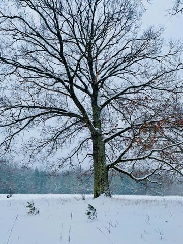 10652 N River Road, Irons, MI 49644