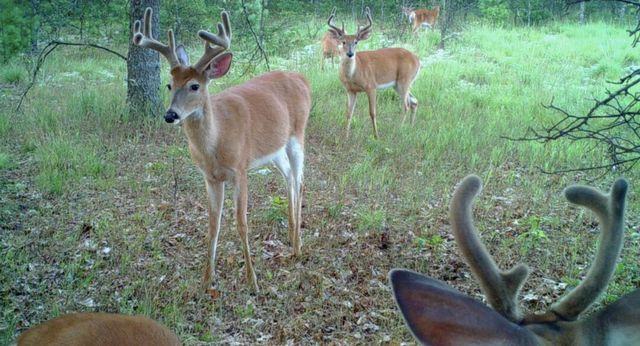 10652 N River Road, Irons, MI 49644