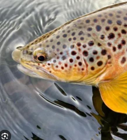 10652 N River Road, Irons, MI 49644