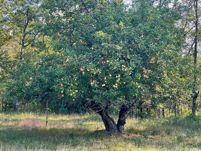 10652 N River Road, Irons, MI 49644