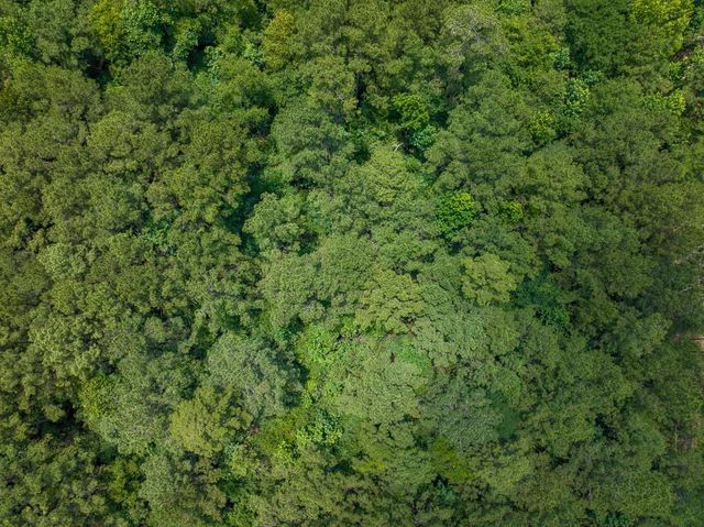 01 Lonestar Rd, Huntsville, TX 77340