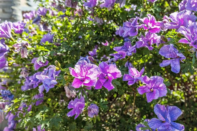 7540 Abbey, Elk Grove, CA 95757