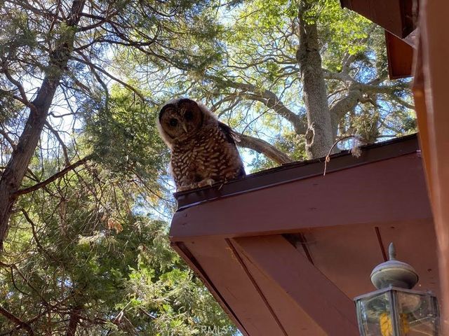 667 Dogwood Cyn, Blue Jay, CA 92317