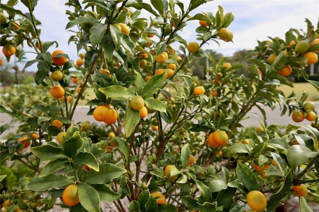 17620 NECTAR FLUME DRIVE, Land O Lakes, FL 34638