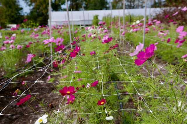 17620 NECTAR FLUME DRIVE, Land O Lakes, FL 34638