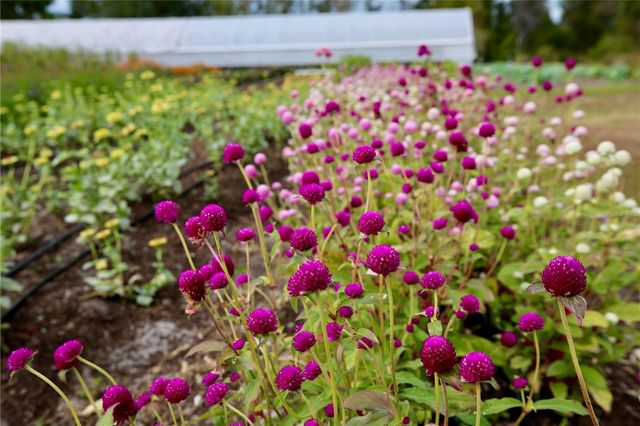 17620 NECTAR FLUME DRIVE, Land O Lakes, FL 34638