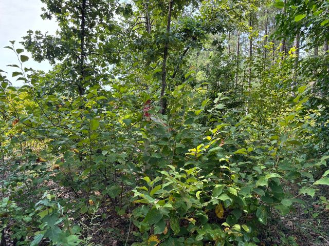 795 Ouachita 12, Chidester, AR 71726