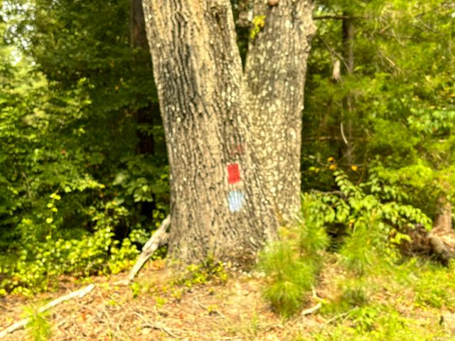 795 Ouachita 12, Chidester, AR 71726