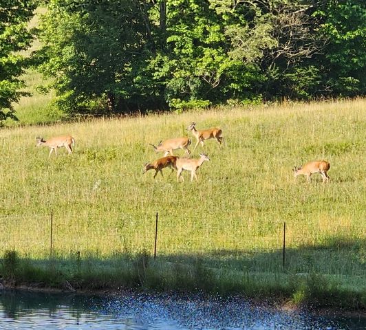 3258 Summertown Hwy, Summertown, TN 38483