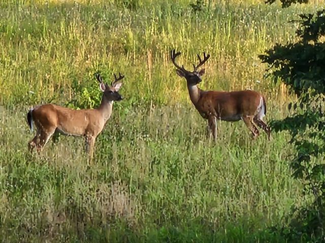 3258 Summertown Hwy, Summertown, TN 38483