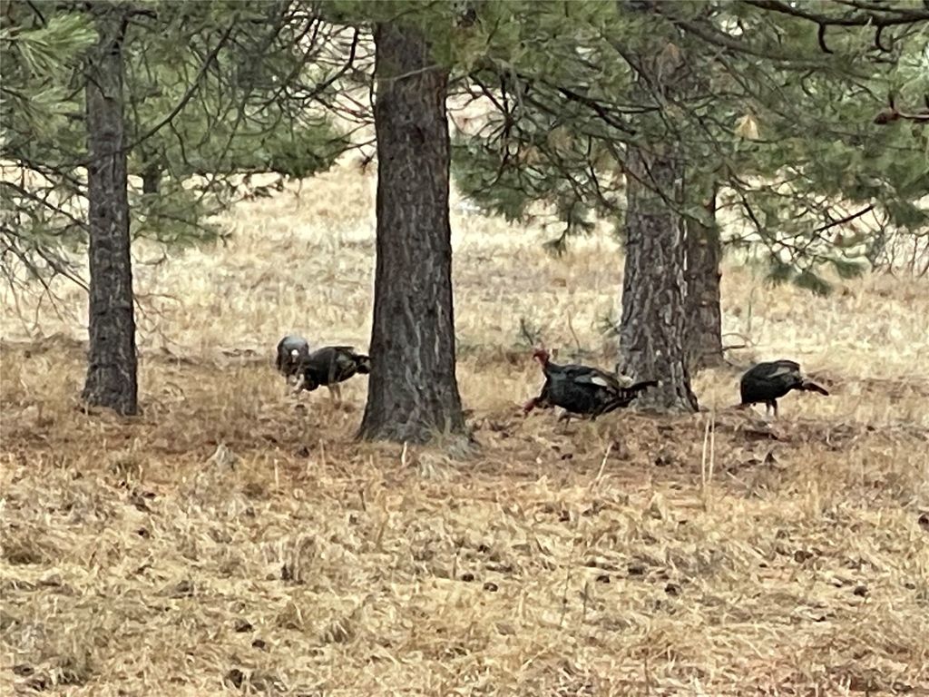 2 Elk Ridge Court, Missoula, MT 59802 photo 91