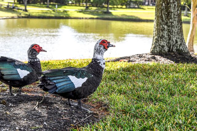 1412 Cabot Lakes Drive, League City, TX 77573