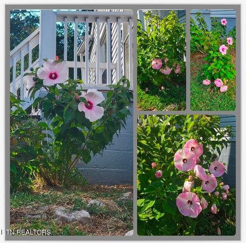 5724 Woodale Drive, Knoxville, TN 37912