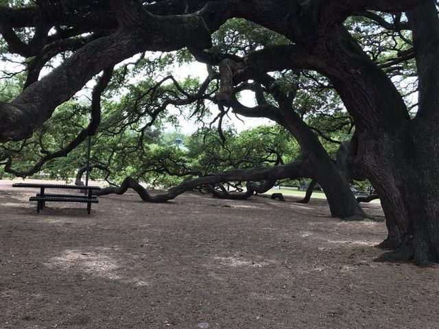 1720 Elgin Street, Houston, TX 77004