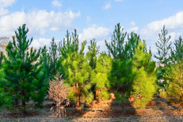 1558 Tommy Whitaker Rd, St Francisville, LA 70775