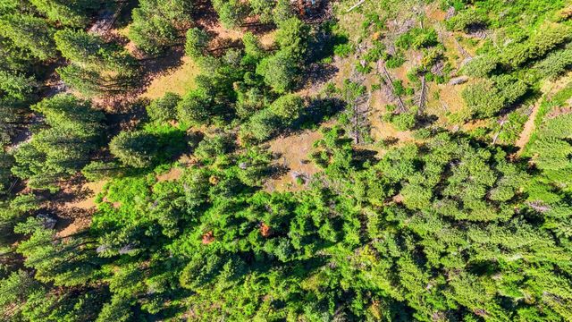 12703 S Alpine Fern Ln, Rockford, WA 99030
