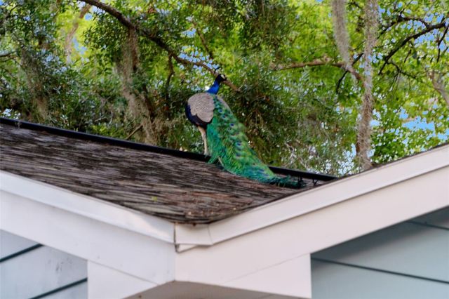 1502 E PARK CIRCLE, Tampa, FL 33610