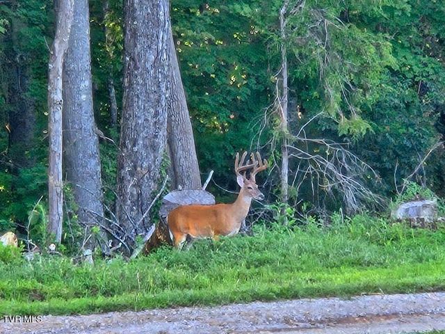 1965 Carterton Road, Lebanon, VA 24266