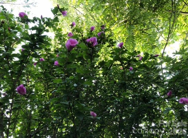 203 Pine Street, Candler, NC 28715