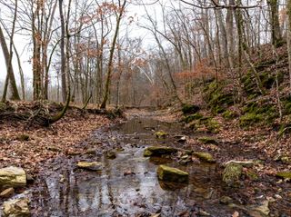 0 Shelter Branch Road, Cumberland Furnace, TN 37051