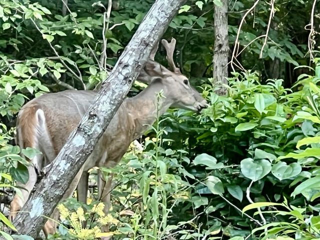 1222 Bald Eagle Dr, Kingston Springs, TN 37082