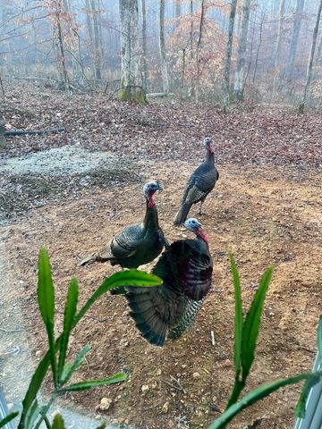 1222 Bald Eagle Dr, Kingston Springs, TN 37082