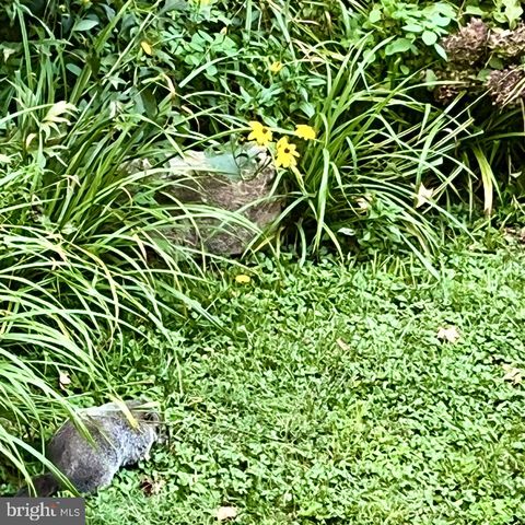 339 PLUSH MILL RD, Wallingford, PA 19086